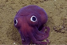Une mignonne petite pieuvre violette fait craquer les scientifiques et la Toile